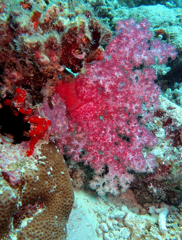 IMG_0671rf_Maldives_Madoogali_Plongee 6_Thoshigotihla_Corail mou.jpg